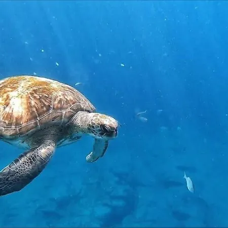 Sunny Ocean View パルム・マール