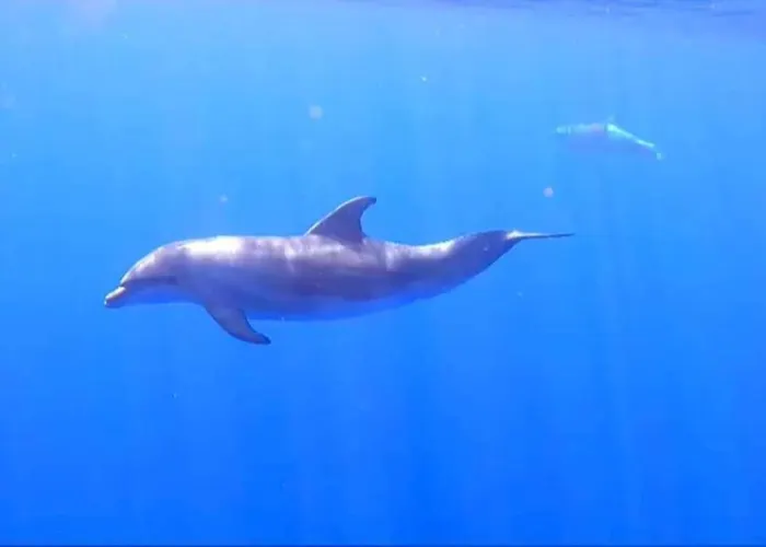 アパート Sunny Ocean View